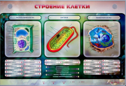 Стенды для кабинета биологии - «globural.ru» - Александров