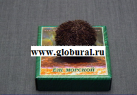 Сухой препарат "Еж морской" - «globural.ru» - Александров