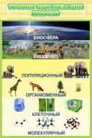 Стенд "Уровни организации живого" - «globural.ru» - Александров