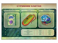 Электрифицированный стенд "Строение клетки" с маркерными полями - «globural.ru» - Александров