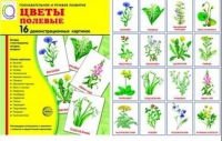 Демонстрационные карточки "Цветы полевые" - «globural.ru» - Александров