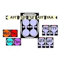 Модель-аппликация "Биосинтез белка" (ламинированная) - «globural.ru» - Александров