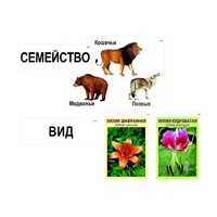 Модель-аппликация "Классификация растений и животных" (ламинированная) - «globural.ru» - Александров