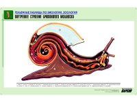 Рельефная таблица "Внутреннее строение брюхоногого моллюска" (формат А1, матовое ламинир.) - «globural.ru» - Александров