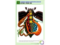Рельефная таблица "Внутреннее строение жука" (формат А1, матовое ламинир.) - «globural.ru» - Александров