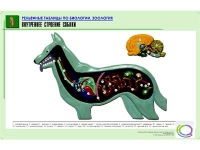 Рельефная таблица "Внутреннее строение собаки" (формат А1, матовое ламинир.) - «globural.ru» - Александров