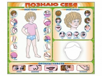 Стенд маркерный "Познаю себя" (тело, голова, органы чувств) - «globural.ru» - Александров