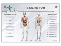 Электрифицированный стенд-тренажер "Скелетон" - «globural.ru» - Александров