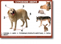 Ознакомление с окружающим миром. 1-4 класс. Комплект таблиц. Наглядные пособия для начальной школы, учебные пособия - «globural.ru» - Александров
