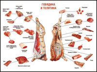 Правила разделки мясных туш "Говядина и телятина" 1000*1400 винил - «globural.ru» - Александров
