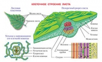Плакаты и таблицы по биологии - «globural.ru» - Александров
