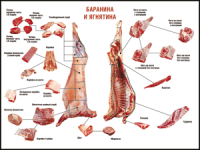 Правила разделки мясных туш "Баранина и ягнятина" 1000*1400 винил - «globural.ru» - Александров