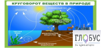 Стенд "Круговорот веществ" - «globural.ru» - Александров