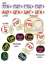 Модель-аппликация Биосинтез белка - «globural.ru» - Александров