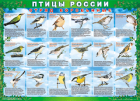 Таблица Птицы России из  4 листов в комплекте 1000*1400 винил	 - «globural.ru» - Александров