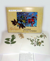Гербарий Деревья и кустарники (20 видов) - «globural.ru» - Александров