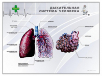 Стенд "Дыхательная система человека" - «globural.ru» - Александров