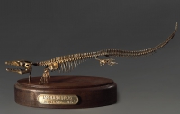 Модель скелета мозазавра Mosasaurus - «globural.ru» - Александров