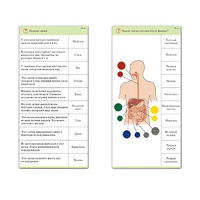 Комплект карточек (10) "Обучающий калейдоскоп. Человек" - «globural.ru» - Александров
