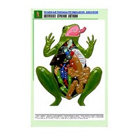 Рельефная таблица "Внутреннее строение лягушки" (формат А1, матовое ламинир.) - «globural.ru» - Александров