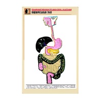 Рельефная таблица "Пищеварительный тракт" (формат А1, матовое ламинир.) - «globural.ru» - Александров