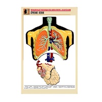 Рельефная таблица "Строение легких" (формат А1, матовое ламинир.) - «globural.ru» - Александров