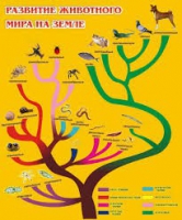 Стенд "Развитие животного мира на земле" - «globural.ru» - Александров