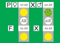 Модель-аппликация Дигибридное скрещивание. Законы Менделя. (набор из 84 карт) - «globural.ru» - Александров