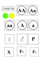 Модель-аппликация Моногибридное скрещивание и его цитологические основы - «globural.ru» - Александров