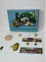 Коллекция "Раковины моллюсков" (вариант 2) - «globural.ru» - Александров