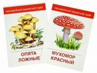 Раздаточные карточки "Грибы съедобные и не съедобные" - «globural.ru» - Александров