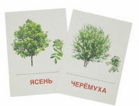 Раздаточные карточки "Деревья и кустарники" - «globural.ru» - Александров