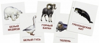 Раздаточные карточки "Животные холодных широт" - «globural.ru» - Александров