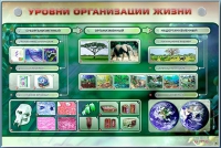 Электрифицированный стенд "Уровни организации жизни" - «globural.ru» - Александров