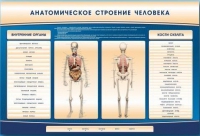 Электрифицированный стенд-тренажер c макетом скелета "Анатомическое строение человека" - «globural.ru» - Александров