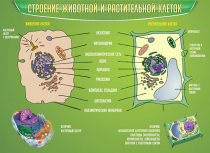 Стенд "Строение животной и растительной клеток" - «globural.ru» - Александров