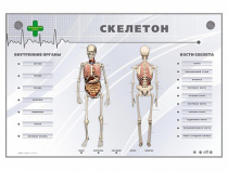 Электрифицированный стенд-тренажер "Скелетон" - «globural.ru» - Александров