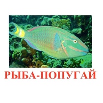 Карточки Домана "Рыбы" - «globural.ru» - Александров