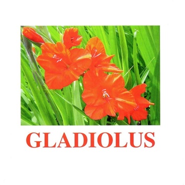 "Flowers-1" ("Цветы-1") английские карточки Домана - «globural.ru» - Александров
