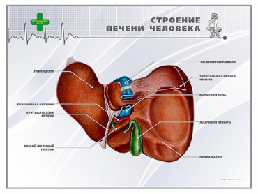 Стенд "Строение печени человека" - «globural.ru» - Александров