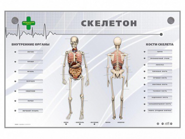 Электрифицированный стенд-тренажер "Скелетон" - «globural.ru» - Александров