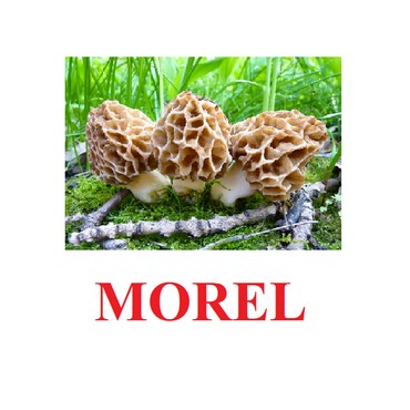 "Mushrooms" ("Грибы") английские карточки Домана - «globural.ru» - Александров