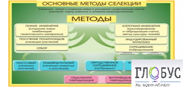 Стенд "Методы селекции и биотехнологии" - «globural.ru» - Александров