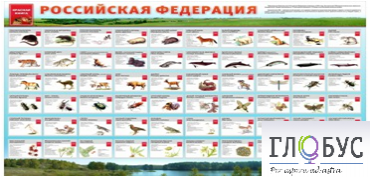 Стенд "Красная книга РФ" - «globural.ru» - Александров