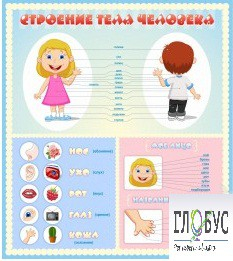 Стенд "Строение человека" для детей - «globural.ru» - Александров