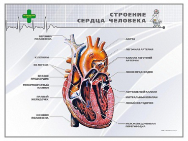 Стенд "Строение сердца человека" - «globural.ru» - Александров