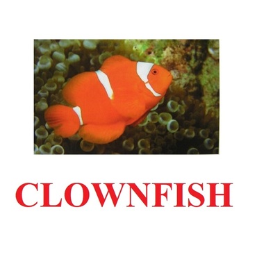 "Fish" ("Рыбы") английские карточки Домана - «globural.ru» - Александров