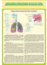 Стенд "Дыхательная система" - «globural.ru» - Александров
